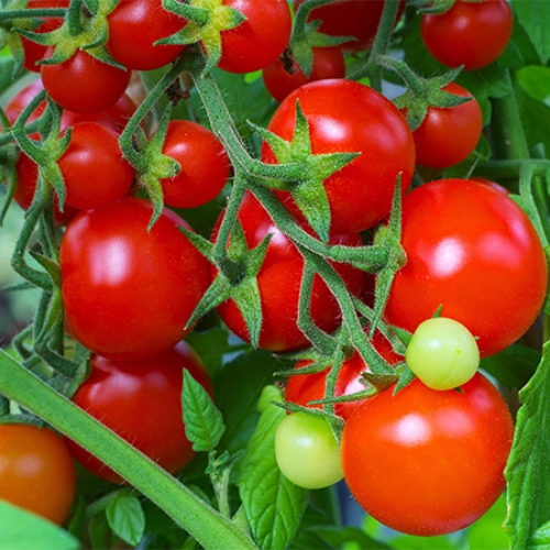 Hạt giống cà chua F1