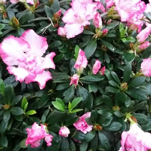 Hoa đỗ quyên hồng