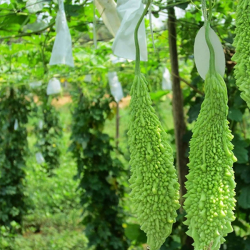 Bao lưới mùng caro túi rút - 15x35cm