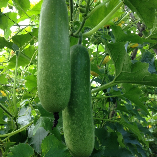 Hạt giống Bí Đao Chanh F1