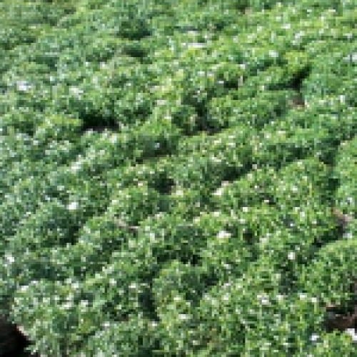 Cây mai phú quý