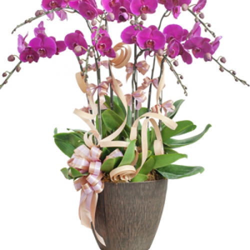 Lan hồ điệp - Lan hồ điệp tím 8 nhánh