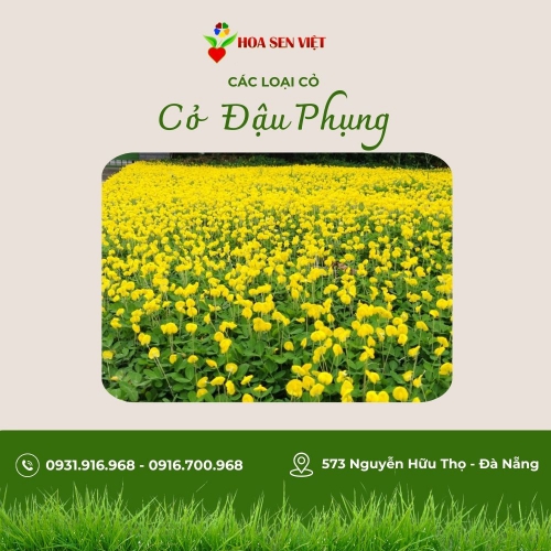 Cỏ đậu phụng