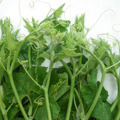 Hạt giống Bí Ngọn Siêu Đọt