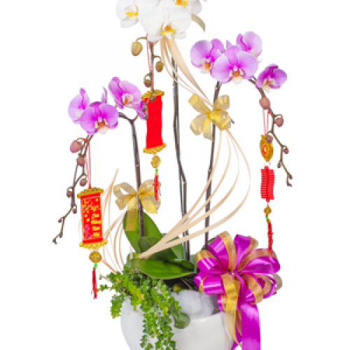 Hoa Lan Tết Đà Nẵng - Lan Hồ Điệp Xuân