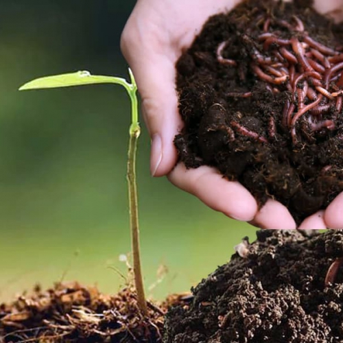 Phân trùn quế cao cấp - Bao 40kg