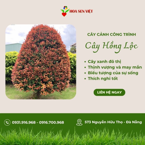 Cây Hồng Lộc Đẹp