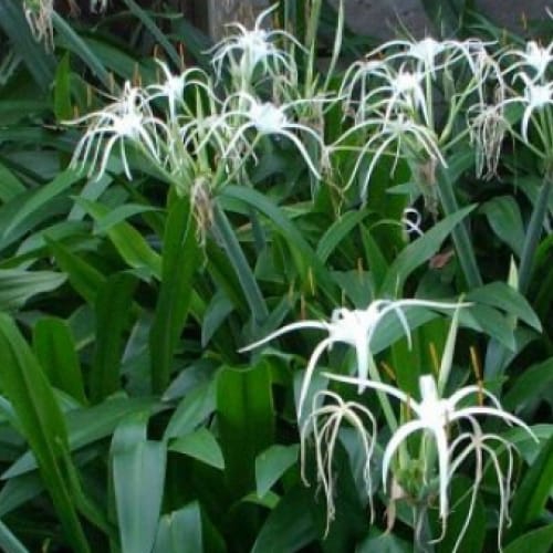 Cây bạch trinh biển