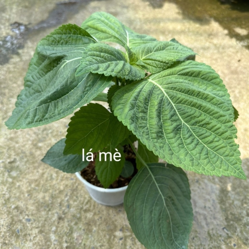 Cây giống lá mè Hàn Quốc