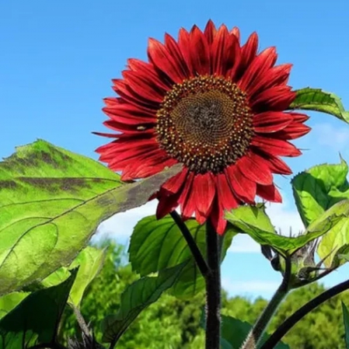 Hạt giống hoa hướng dương đỏ