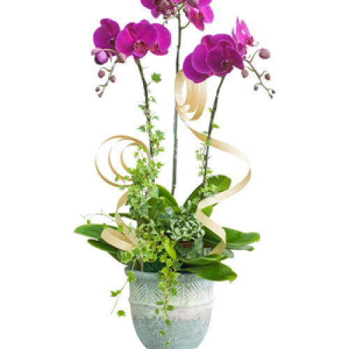 Lan hồ điệp - Hồ điệp tím 3 nhánh