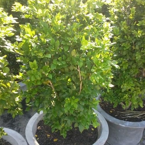 Cây nguyệt quế