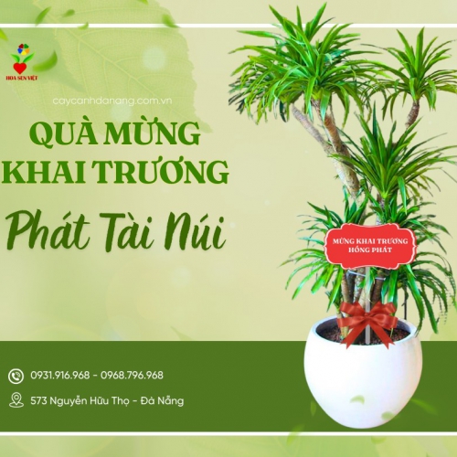 Giá cây văn phòng tại Đà Nẵng – Bảng giá cập nhật mới nhất từ Hoa Sen Việt