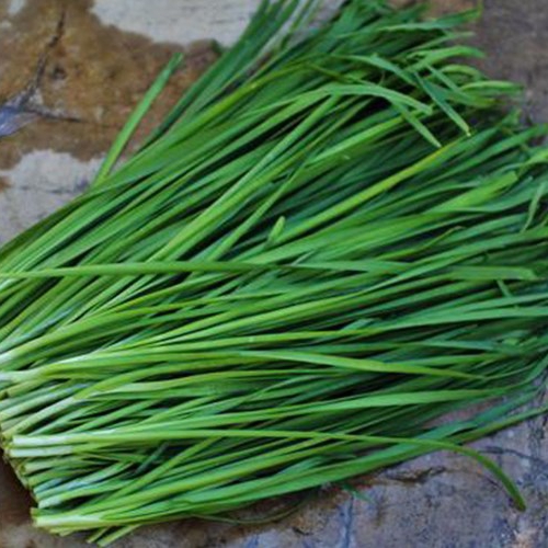 Hạt giống hẹ lá