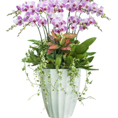 Lan hồ điệp - Hồ điệp hồng 15 nhánh