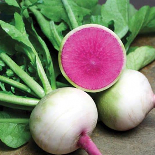 Hạt giống củ cải ruột hồng