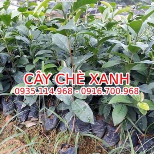Cây chè xanh Đà Nẵng