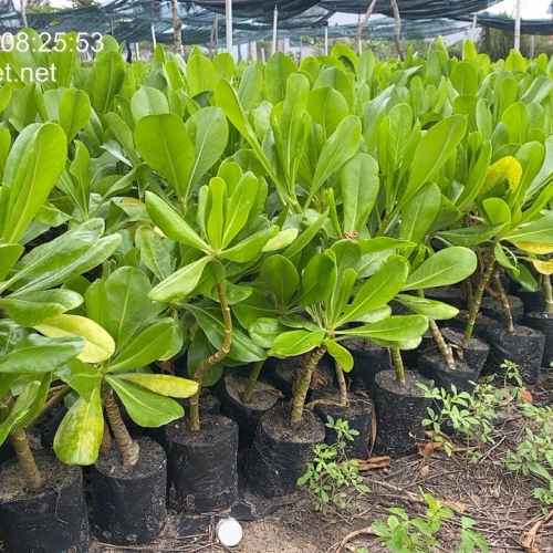 Cây Phong Ba, Cây Bão Táp