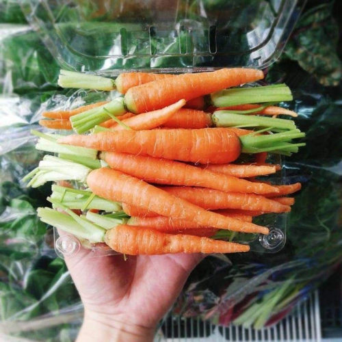 Hạt giống cà rốt ruby F1