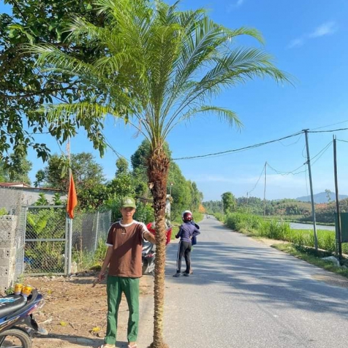 Cây Nga Mi Công Trình