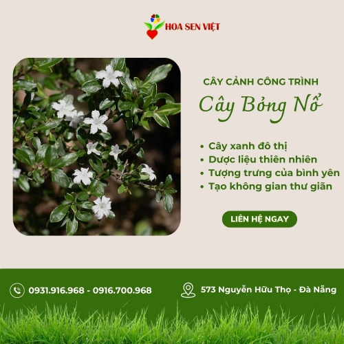 Cây Bỏng Nổ (Bỏng Nẻ)