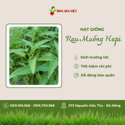 Hạt giống mầm rau muống Hapi