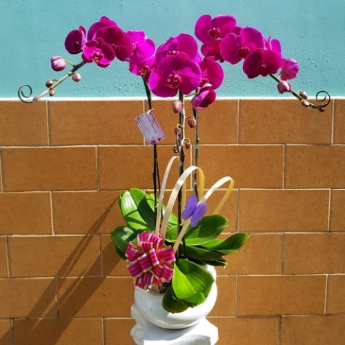 Chậu lan tím 3 cành 01