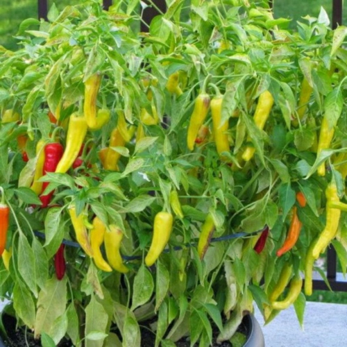 Hạt Giống Ớt Sừng Vàng