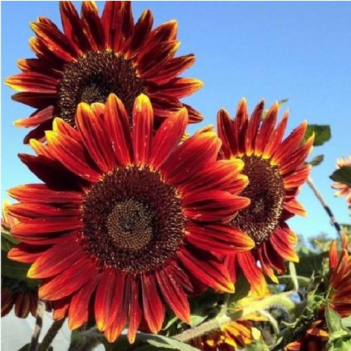 Hạt giống hoa Hướng Dương Cam