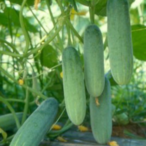 Hạt giống dưa leo F1