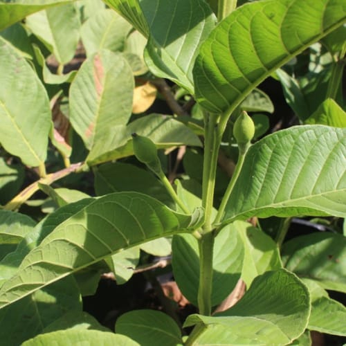 Cây ổi quả đỏ