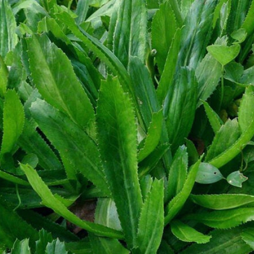 Hạt giống Ngò gai