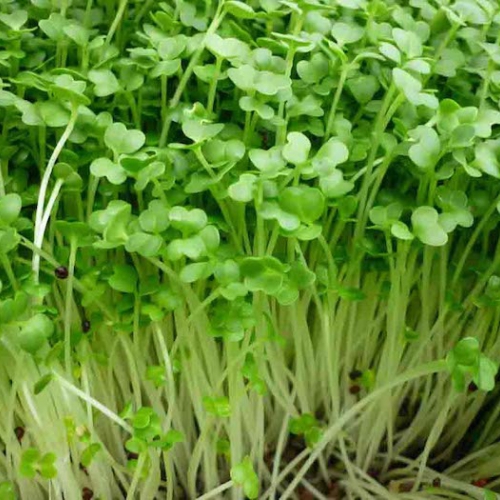 Hạt giống Mầm cải bông xanh Italia