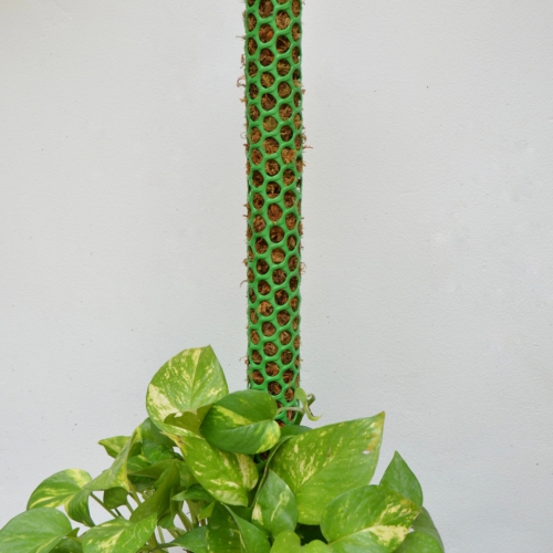 Trụ rêu rừng cho cây leo