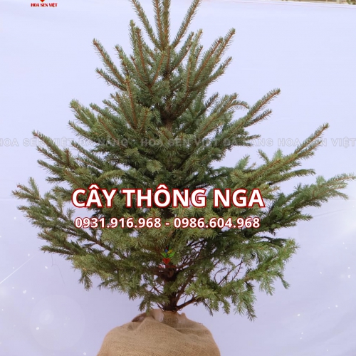 Cây thông Nga