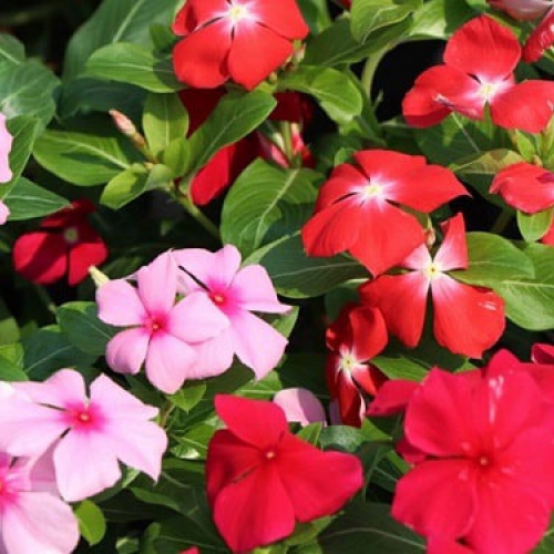 Hạt giống hoa dừa cạn lùn F1 nhiều màu