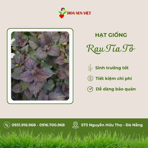 Hạt giống tía tô Bắc