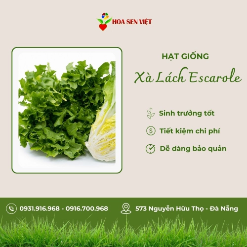 Hạt giống xà lách Escarole