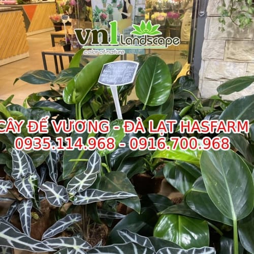 Cây đế vương - Đà Lạt Hasfarm