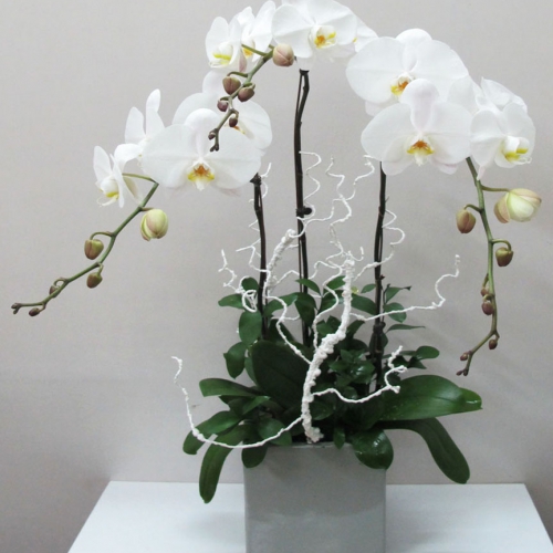 Lan hồ điệp - Chậu lan trắng 3 cành 01