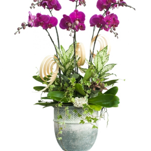 Lan hồ điệp - Hồ điệp tím 6 nhánh