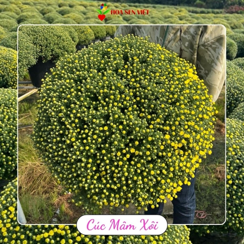 Hoa Cúc Mâm Xôi Đà Nẵng