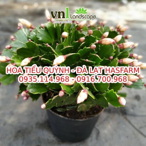 Hoa Tiểu Quỳnh Đẹp Mắt