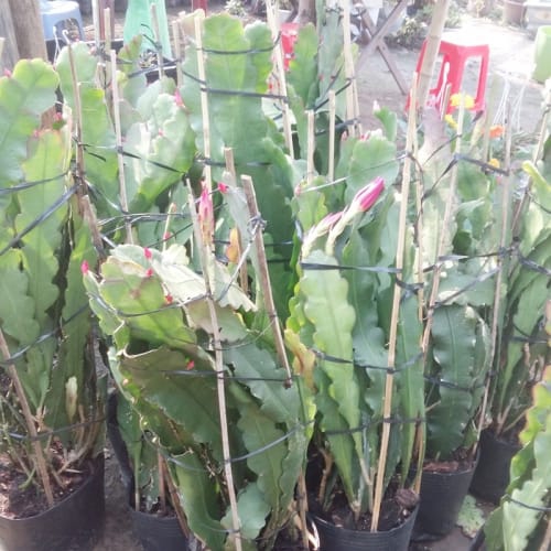 Hoa nhật quỳnh đà nẵng