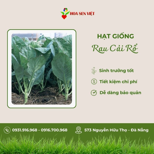Hạt giống rau cải rổ