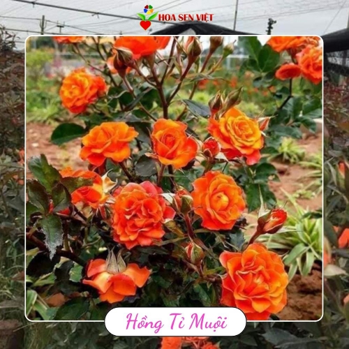 Hoa Hồng Tỉ Muội