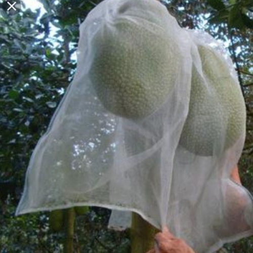 Bao lưới cước - 50x65cm