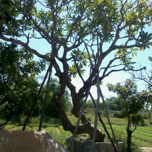 Cây sứ đại đà nẵng