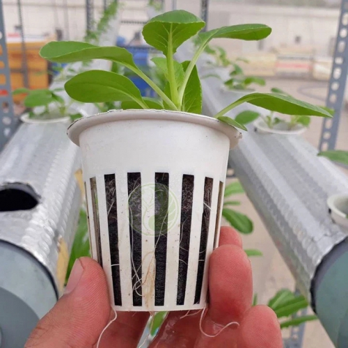 Rọ trồng rau thủy canh - 65x63mm