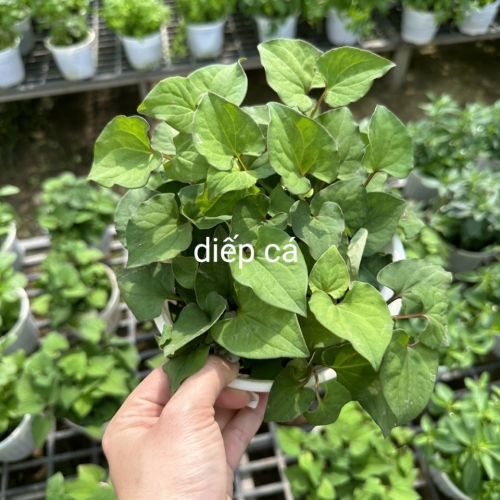 Cây giống rau diếp cá